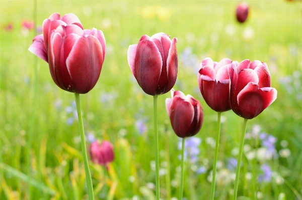 Nature blossom plant field Photo