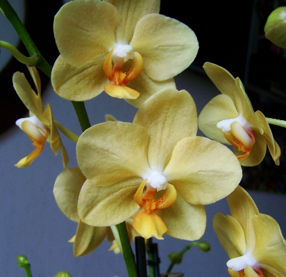 Foto Planta flor pétalo botánica
