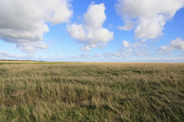 Photo Paysage herbe horizon le marais
