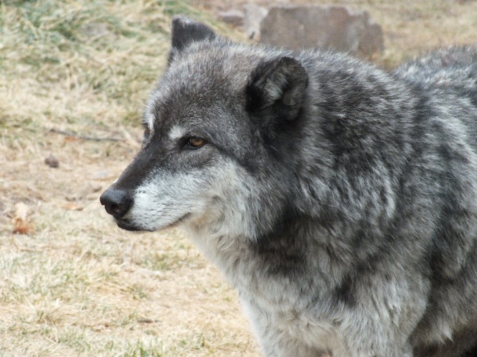 犬 動物 野生動物 哺乳類