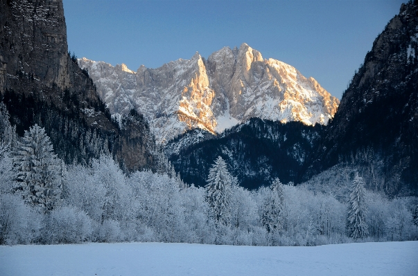 Tree nature mountain snow Photo