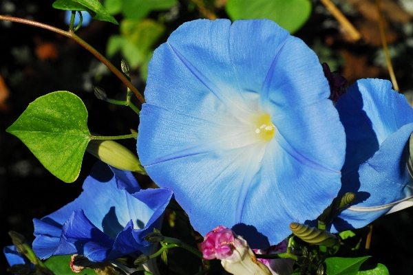 Nature plant flower petal Photo