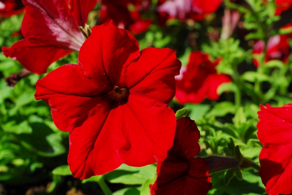 Nature outdoor plant leaf Photo