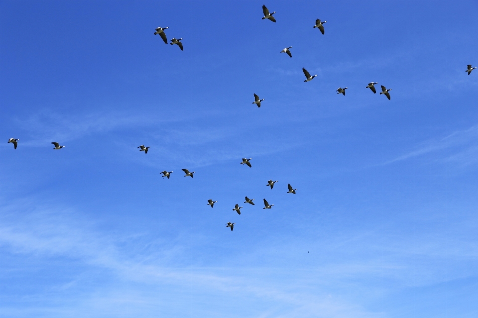 Pájaro ala nube cielo