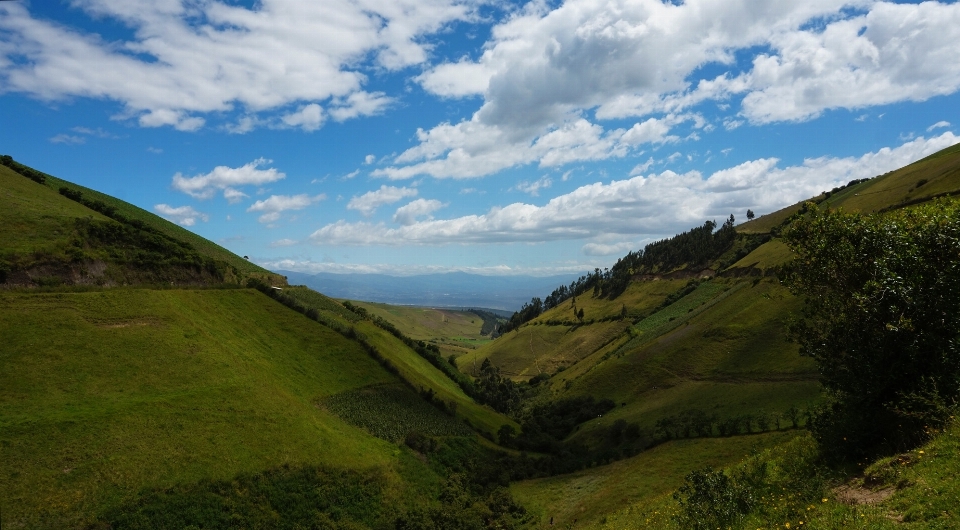 Landscape nature forest grass