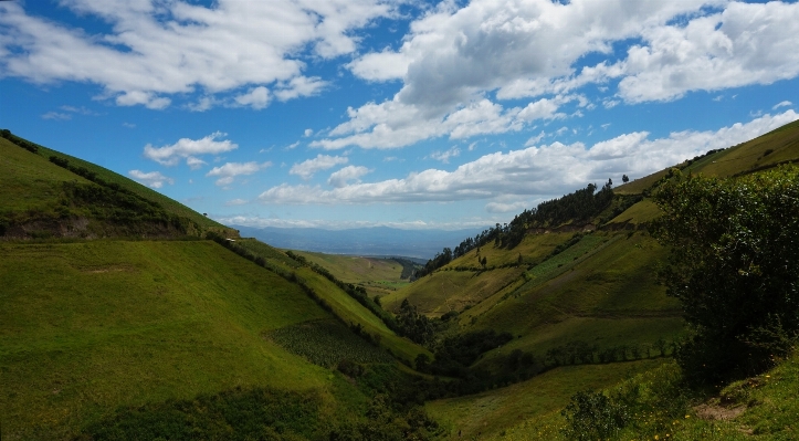 Landscape nature forest grass Photo