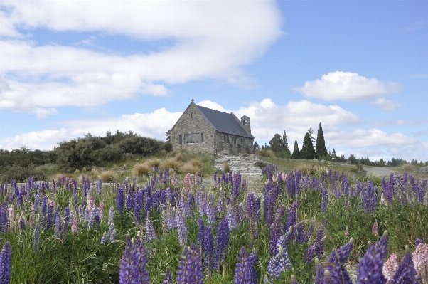 Foto Natura erba pianta campo