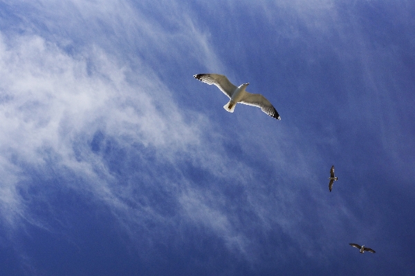 Sea nature bird wing Photo