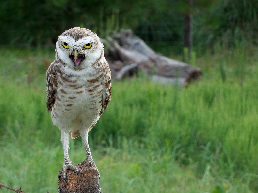 自然 鳥 ピーク 野生動物 写真