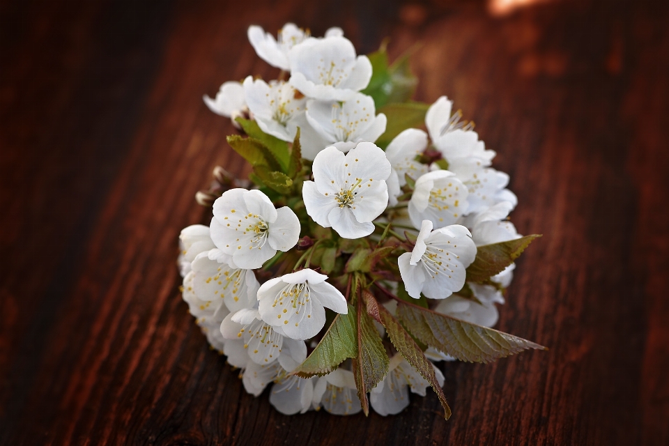 Zweig blüte anlage holz