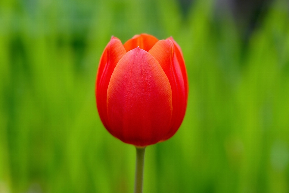 Natura fiore pianta campo