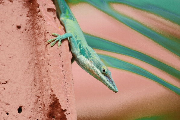 Foto Naturaleza rock verde reptil