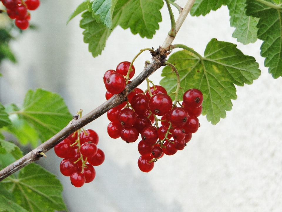 Rama planta fruta baya