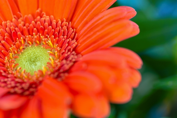 自然 花 植物 写真撮影 写真