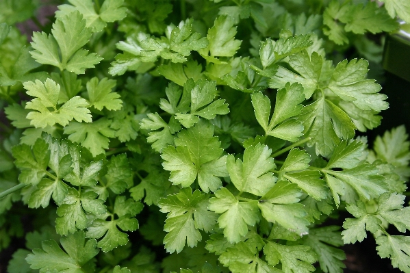 植物 花 食べ物 緑 写真