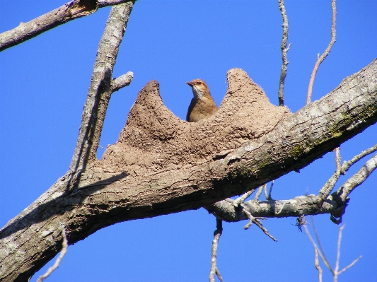 Arbeiten baum natur zweig Foto