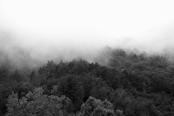 Landscape tree nature forest Photo