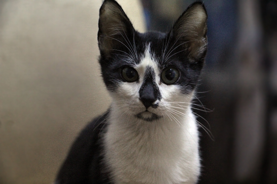 Bianco animale domestico gattino gatto