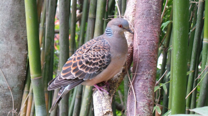 Bird animal wildlife zoo Photo