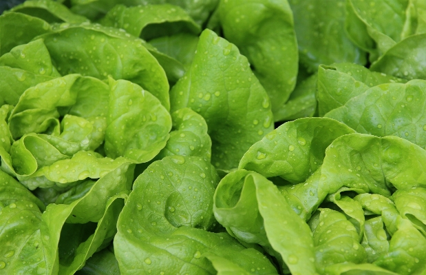 Foto Comida salada verde produzir