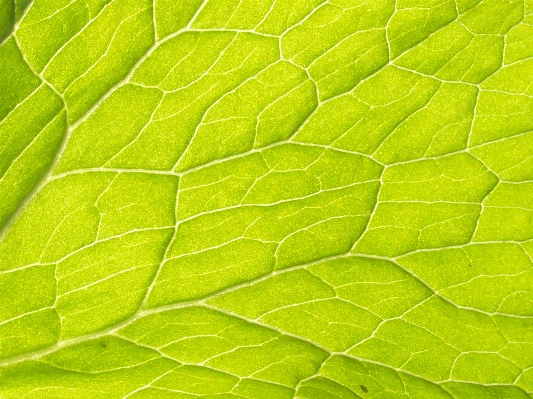 Foto Planta hoja flor verde