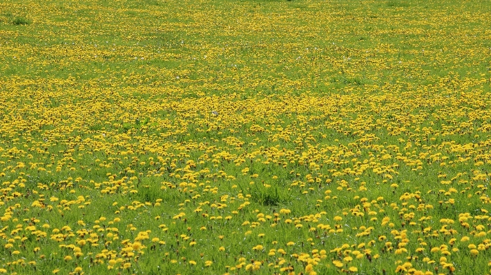 Nature grass plant field Photo