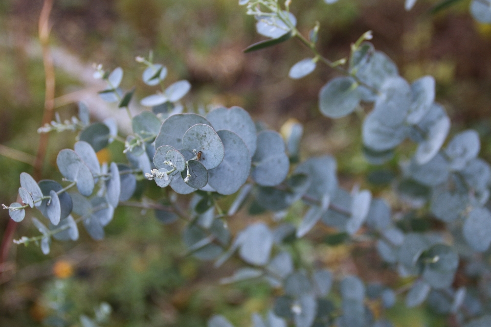 Naturaleza rama florecer planta