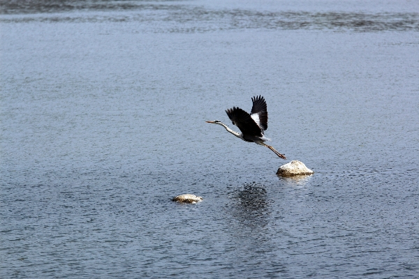 海 自然 アウトドア 鳥 写真