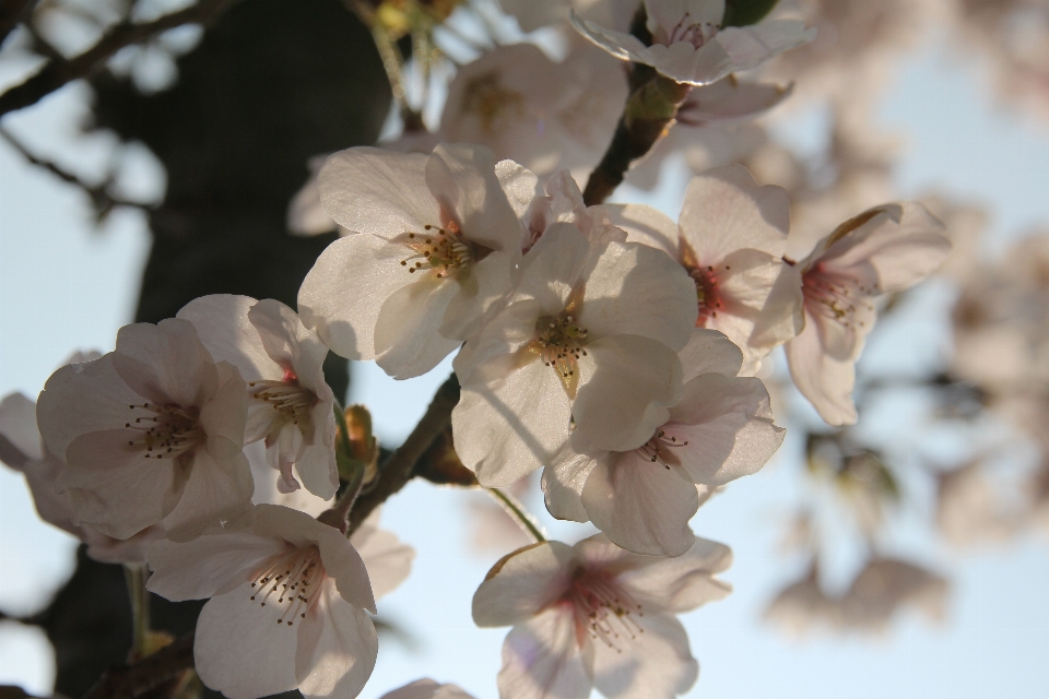 自然 ブランチ 花 植物