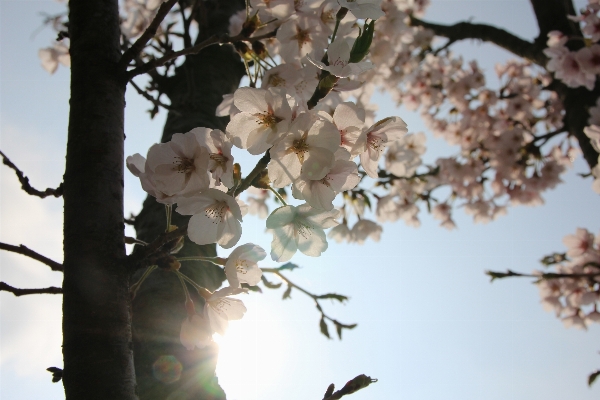 Tree nature branch blossom Photo