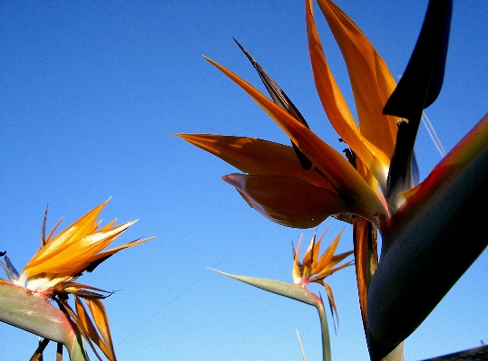 Nature plant sky sunlight Photo