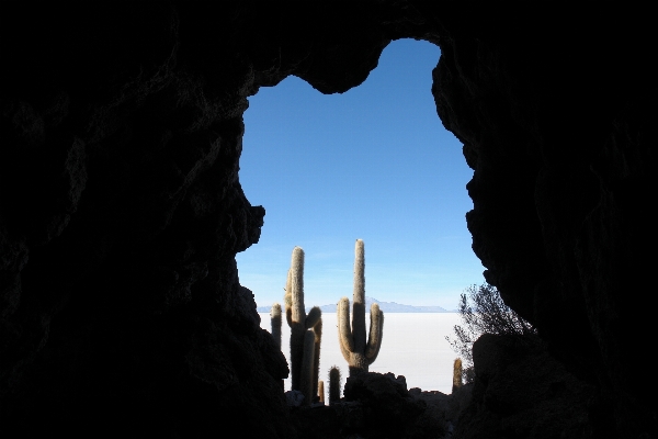 Rock cactus sunlight vacation Photo