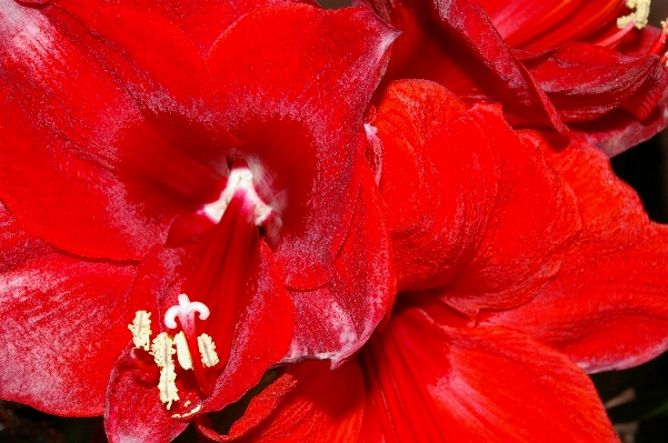 Plant flower petal bloom Photo