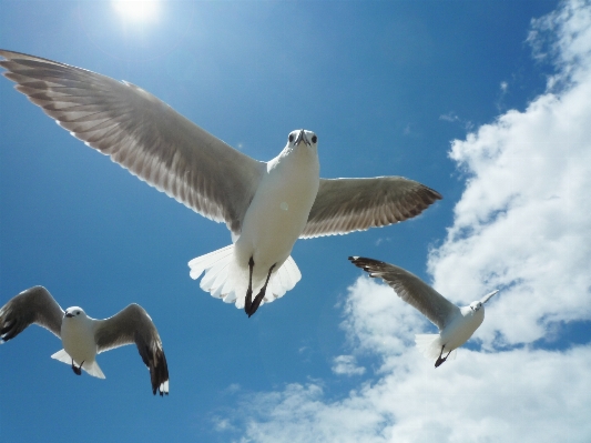 Nature ocean bird wing Photo