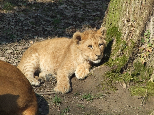 Nature sun wildlife zoo Photo