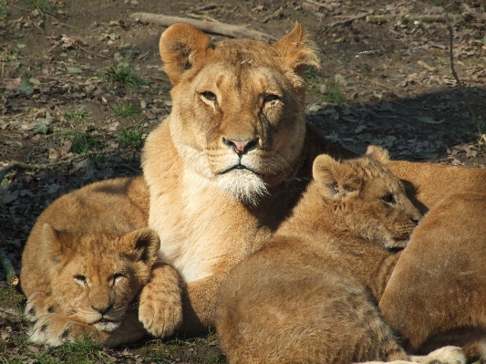 Nature woman animal wildlife Photo