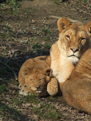 自然 動物 野生動物 動物園 写真