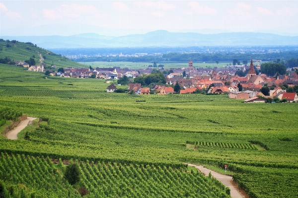 Landscape grass vine vineyard Photo