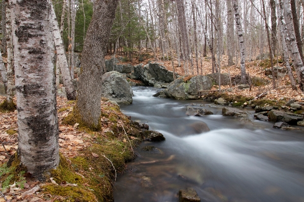 Landscape tree water nature Photo