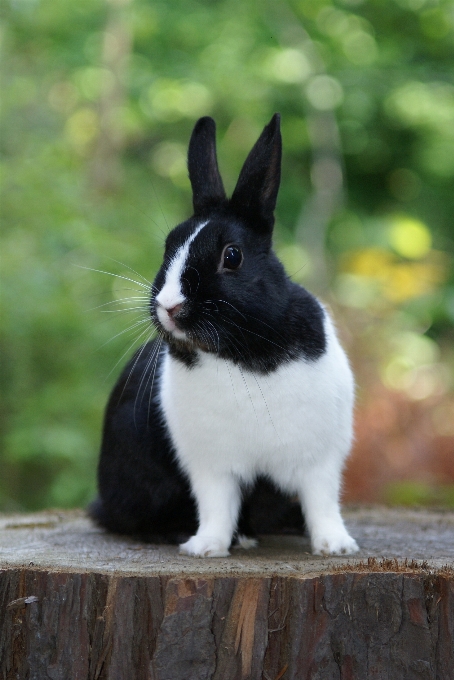 Blanco mamífero negro fauna