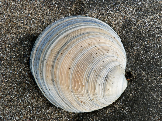 Beach sea coast nature Photo