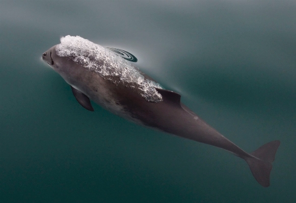 Sea water underwater biology Photo