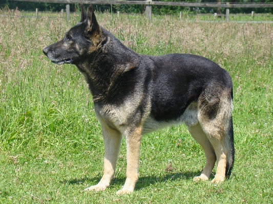 Dog pet mammal german shepherd Photo