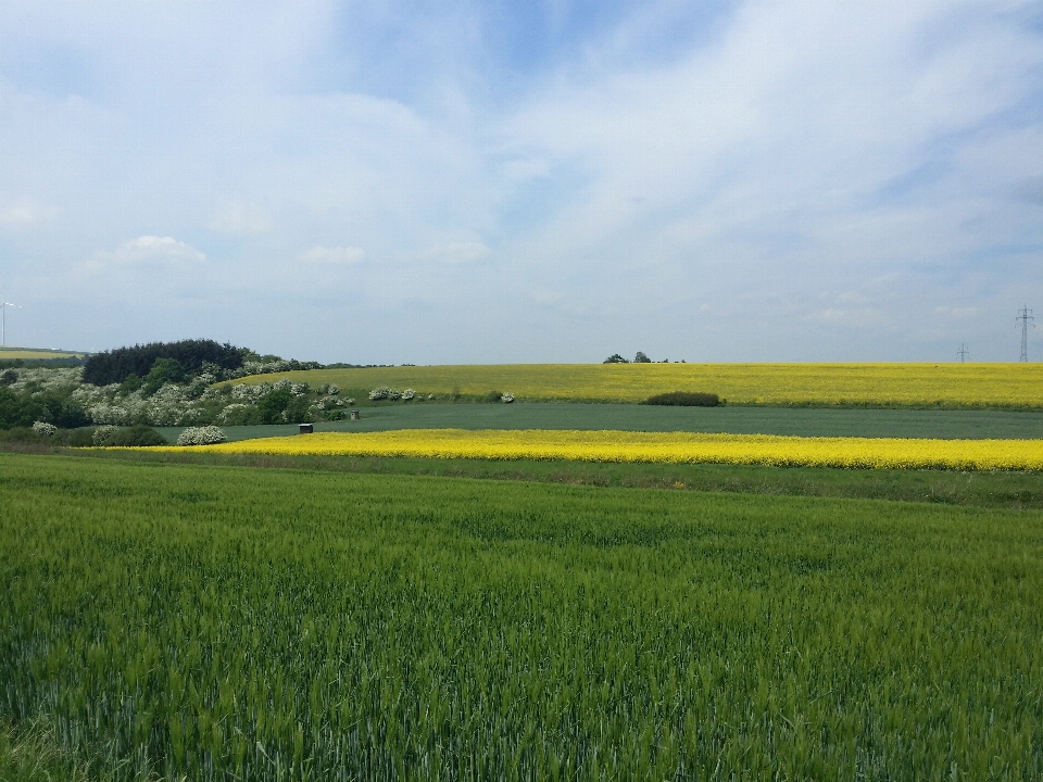 Landscape nature grass horizon