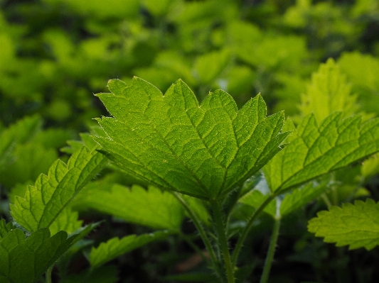 Nature plant meadow leaf Photo