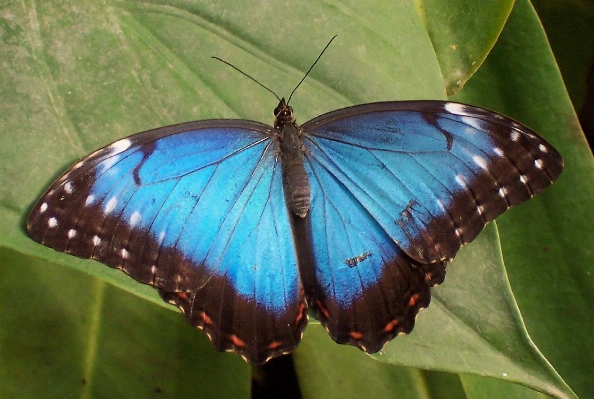 Nature wing plant leaf Photo