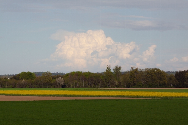 Landscape forest grass horizon Photo