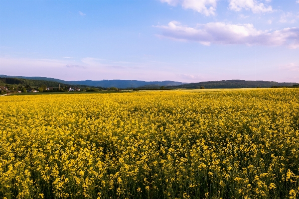 Horizon plant sky field Photo