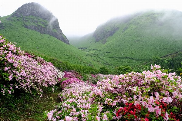 Nature blossom mountain plant Photo