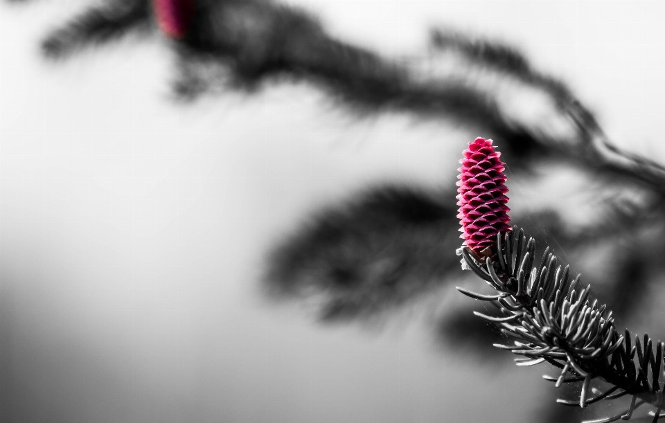 Albero ramo inverno bianco e nero
